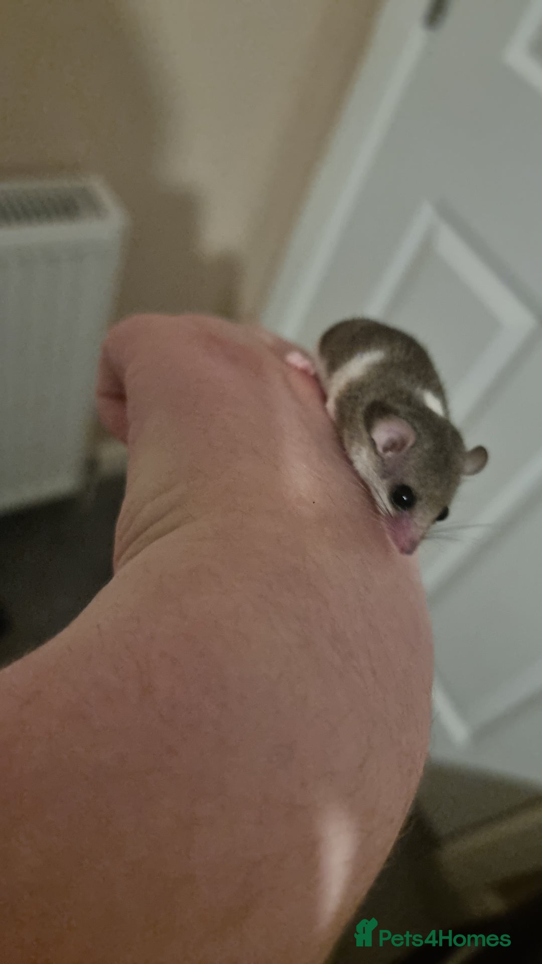 Mouse rodents for sale: Pied African Pygmy Dormice  - Advert 13