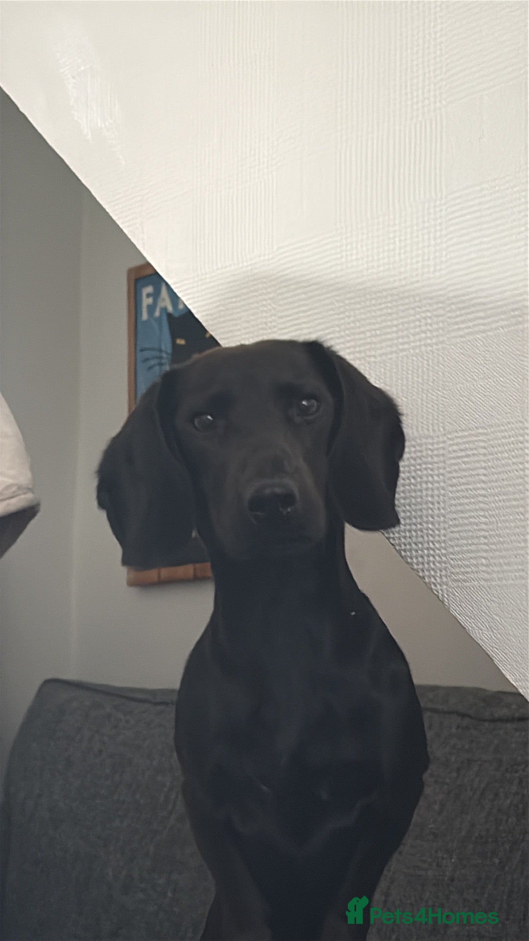 Mixed Breed dogs for sale: Dallas the cocker sausage cross  - Advert 20