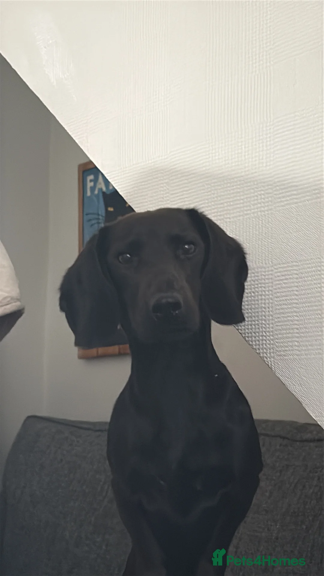 Mixed Breed dogs for sale: Dallas the cocker sausage cross  - Advert 1