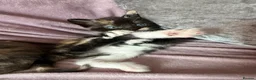 Mixed Breed cats for sale: Calico Beautiful-Mum Siamese Dad Ragdoll Bengal  - Advert 10