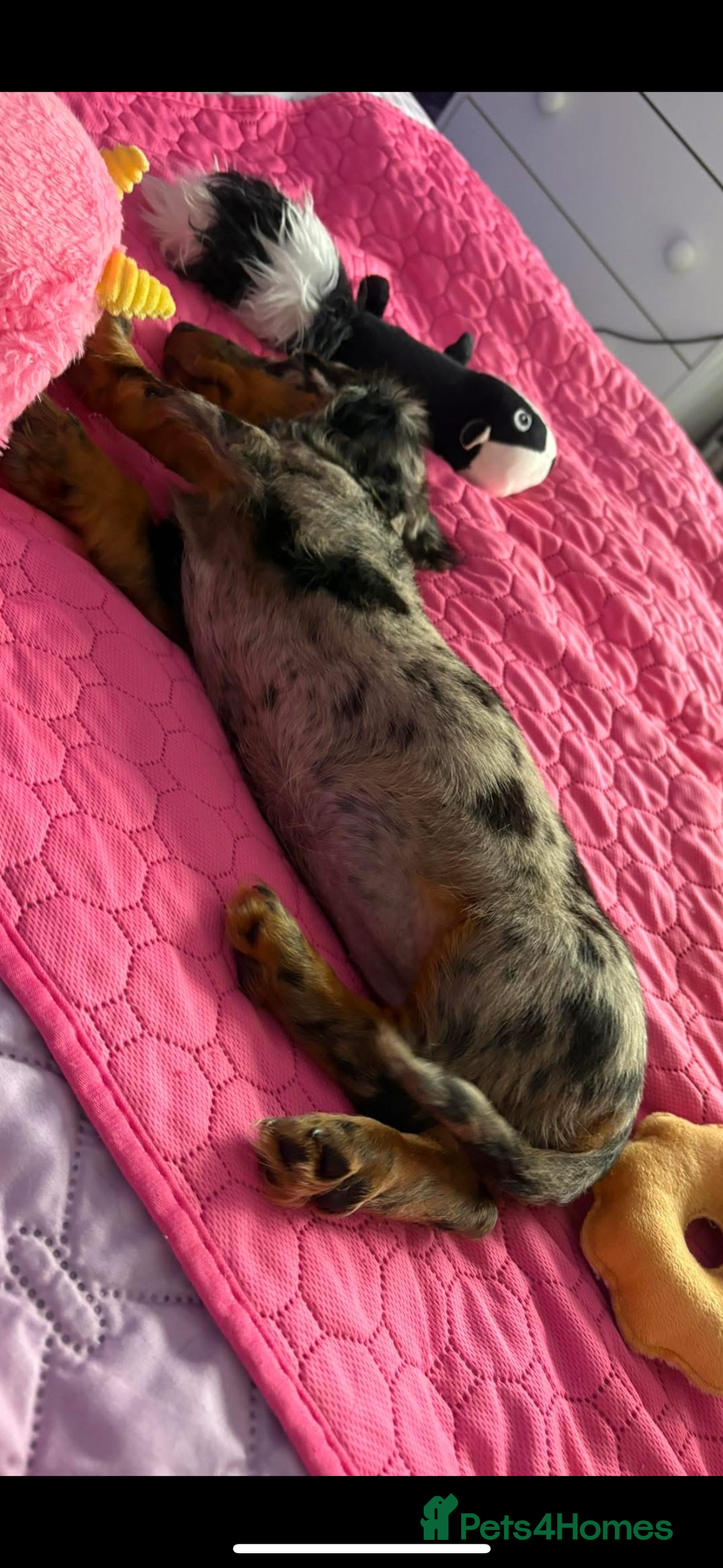 Miniature Dachshund dogs for sale: Beautiful silver dapple long haired girl - Image 7