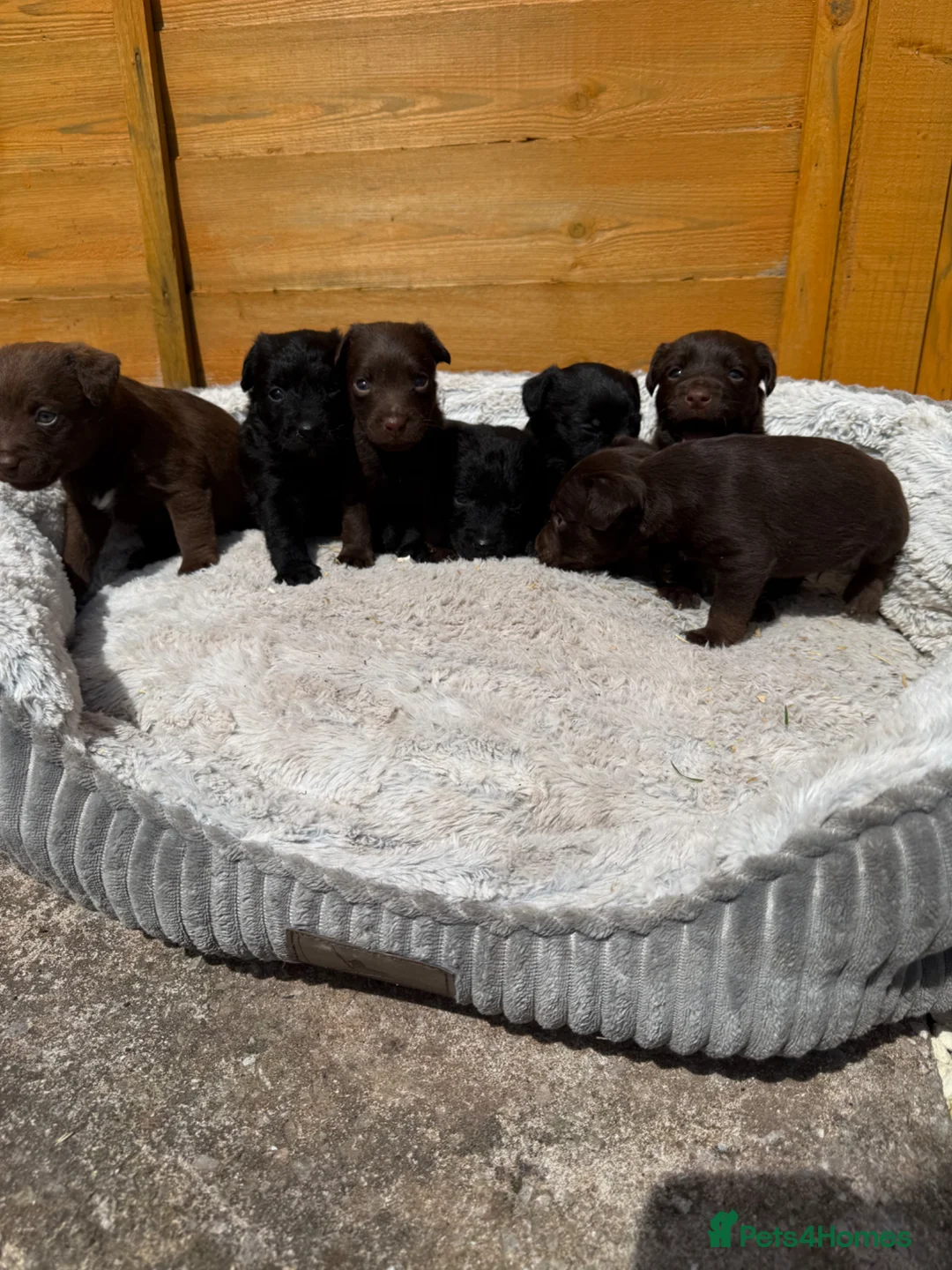 Patterdale Terrier dogs for sale: 2puppies left, ready in 2weeks left👀👀🏡🏡🏡🏡 - Advert 2