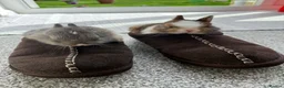Netherland Dwarf rabbits for sale: Cute and cuddly Netherland Dwarf bunnies - Advert 6