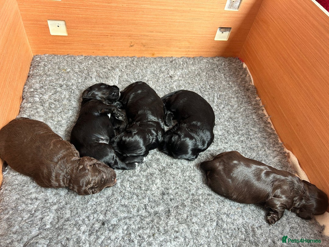 Cockapoo dogs for sale: Cockapoo Puppies For Sale - Image 11