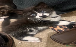 Mixed Breed cats for sale: 3 Male kittens for sale  - Image 10