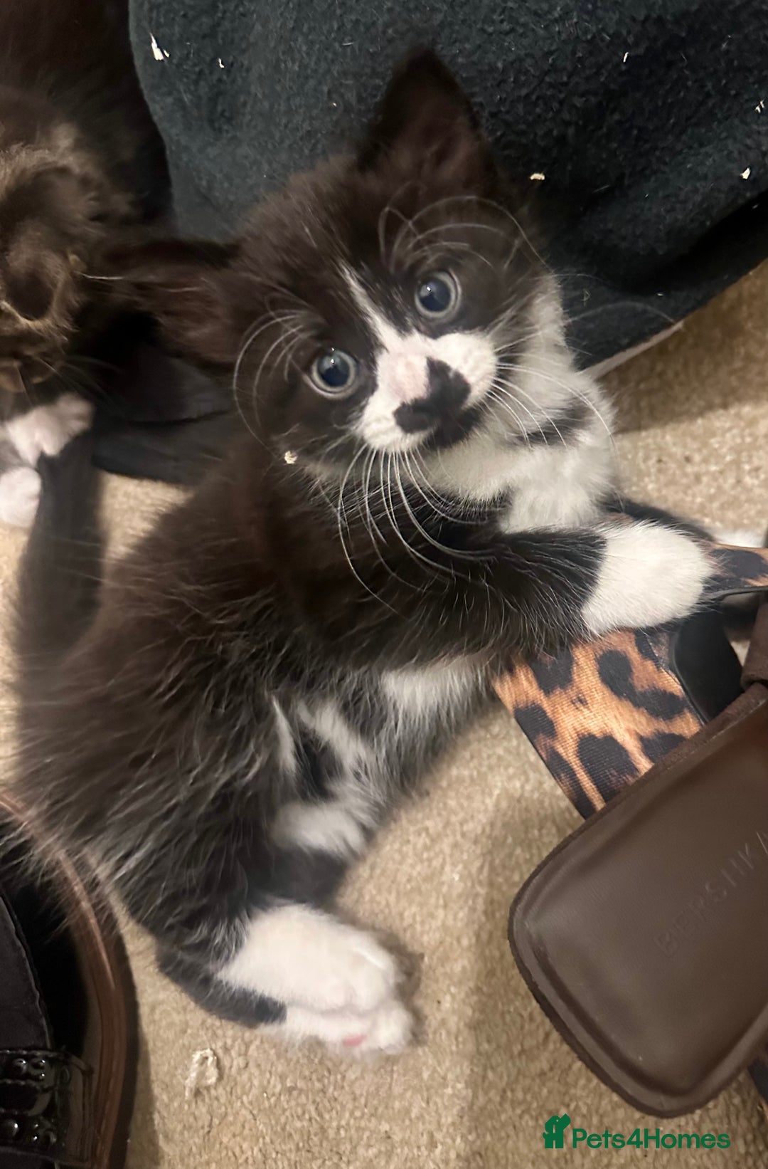 Mixed Breed cats for sale: 3 Male kittens for sale  - Image 10