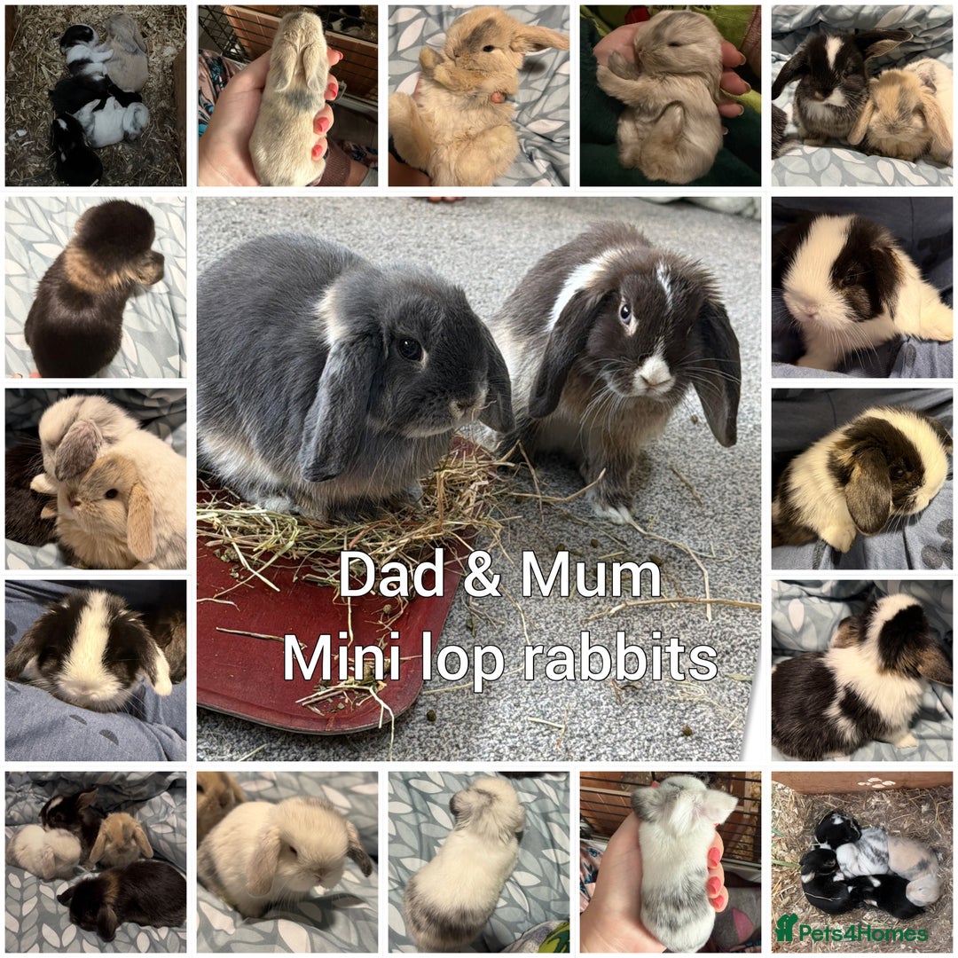 Mini Lop rabbits for sale: 5 Beautiful Baby Mini Lop Rabbits  - Advert 19