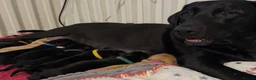 Labrador Retriever dogs for sale: 10 Stunning black Labrador & cream/red fox pups  - Advert 1