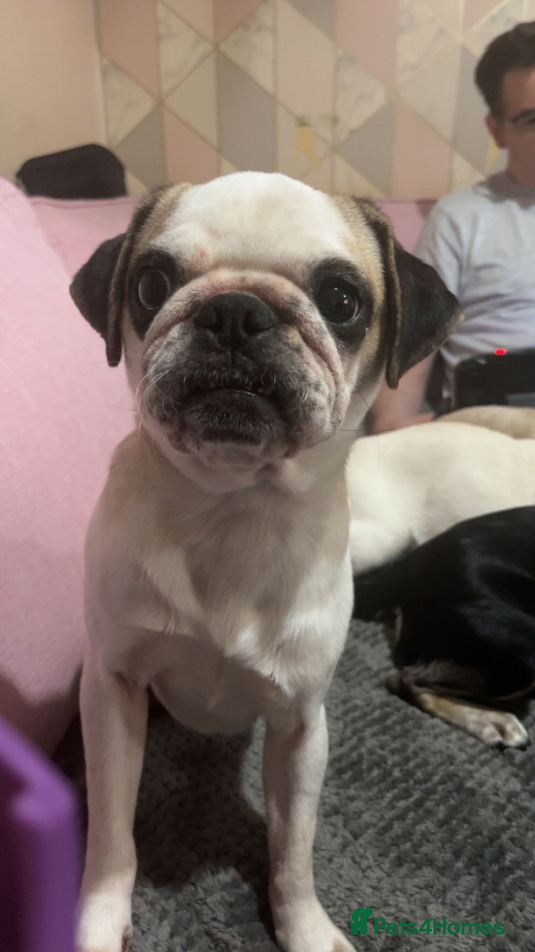 Pug dogs for sale: Beautiful panda pug  - Image 4