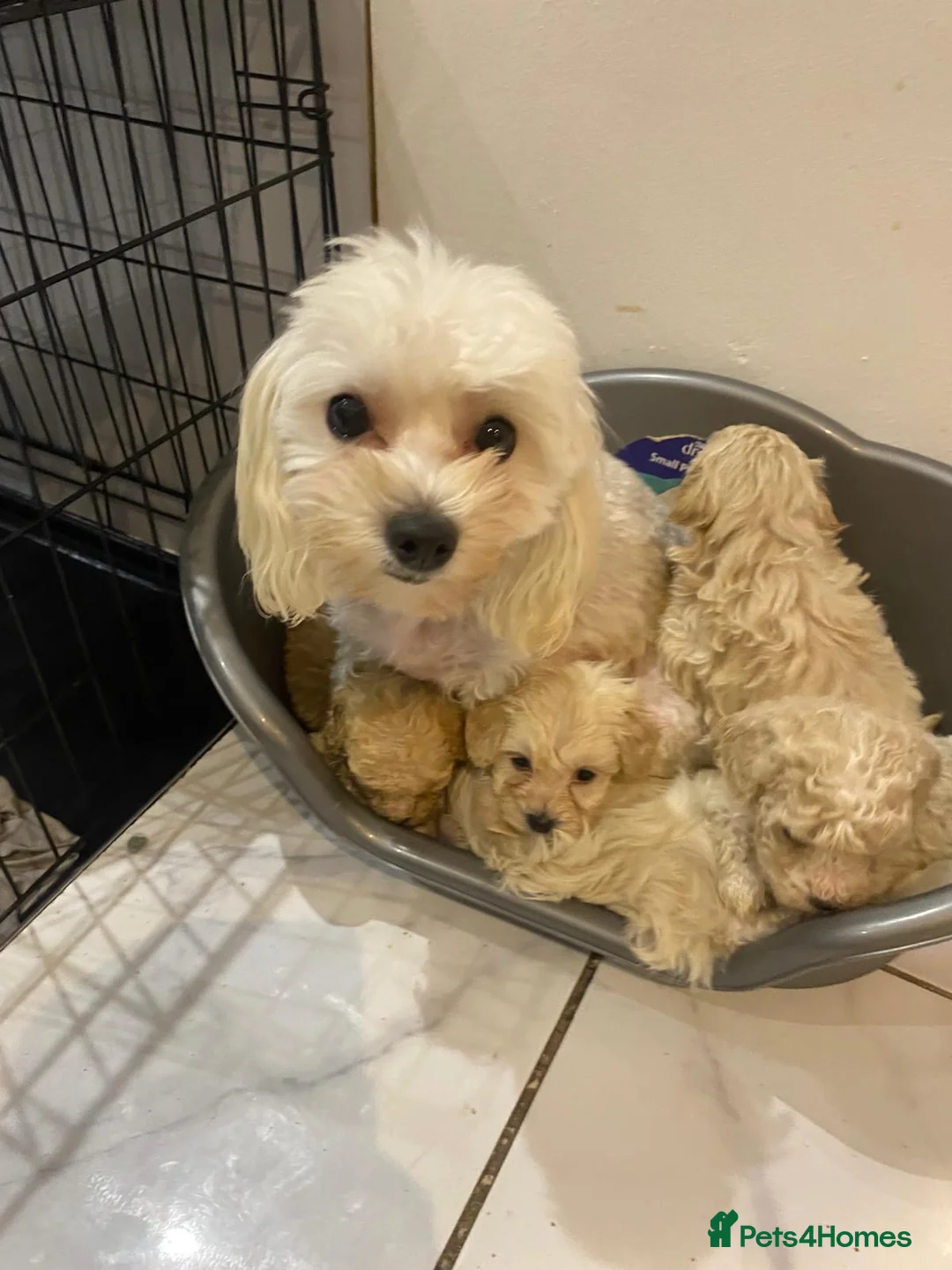 Maltipoo dogs for sale: Miniature maltipoo puppies - Advert 4