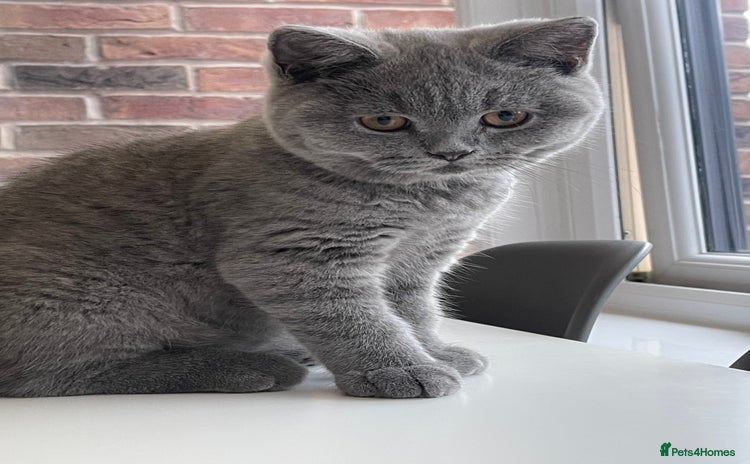 British Shorthair cats - Advert 7