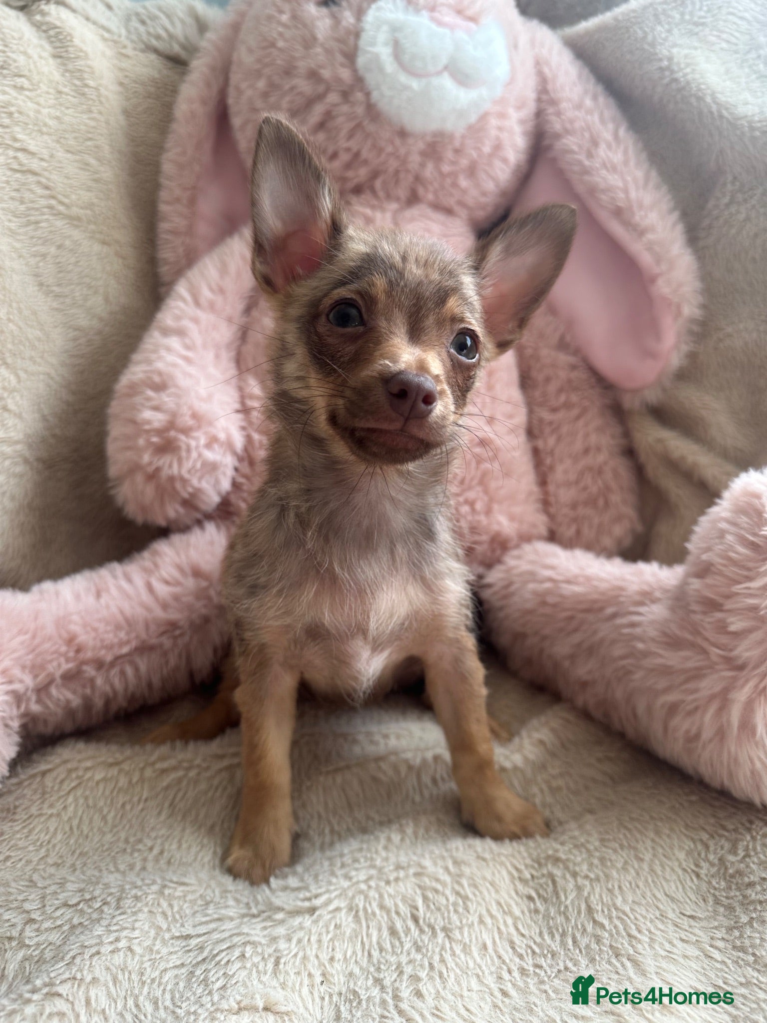 Chihuahua dogs Chihuahuas  - Advert 5