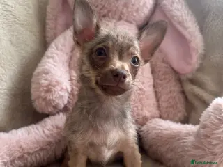 Chihuahua dogs Chihuahuas - Advert 5