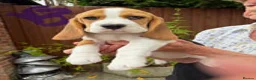 Beagle dogs for sale: BEAUTIFUL RKC PUPPIES FROM RENOWNED TOP BREEDER  - Advert 3