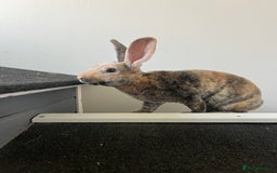 Rex rabbits for sale: Last Rex baby Bunny’s looking for loving homes  - Image 2