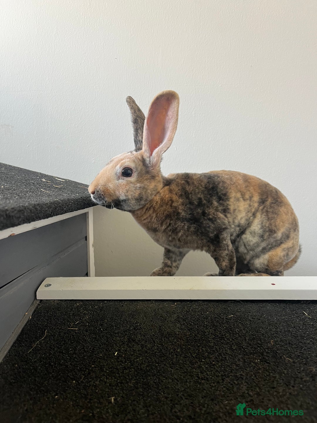 Rex rabbits for sale: Last Rex baby Bunny’s looking for loving homes  - Image 2