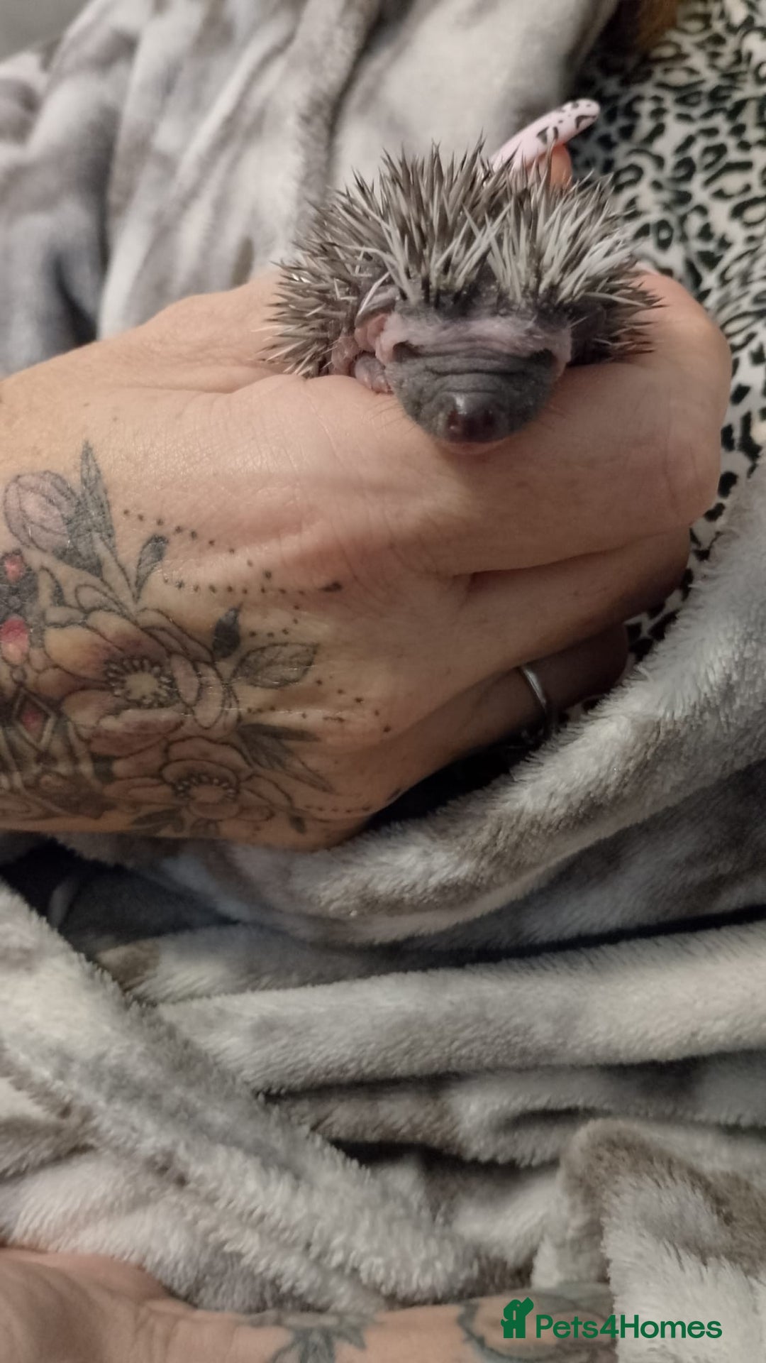 Pygmy Hedgehog rodents for sale: Unusual markings beautiful hoglets - Advert 6