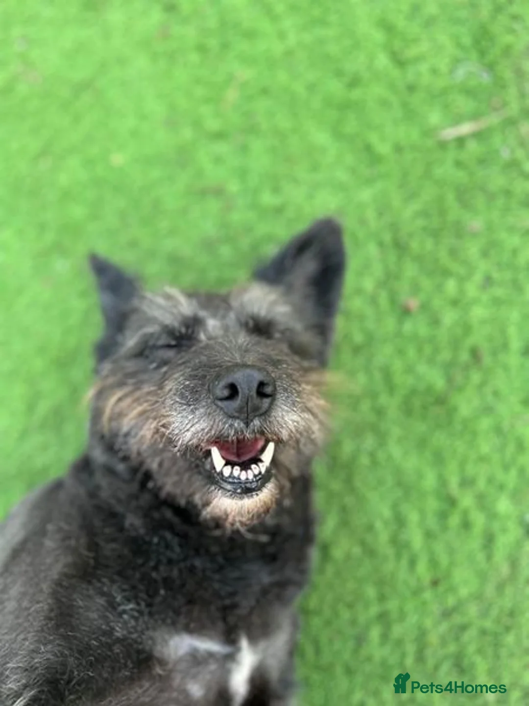 Mixed Breed dogs for adoption: Senior boy Moflea has never had a home in Waltham Abbey - Advert 10