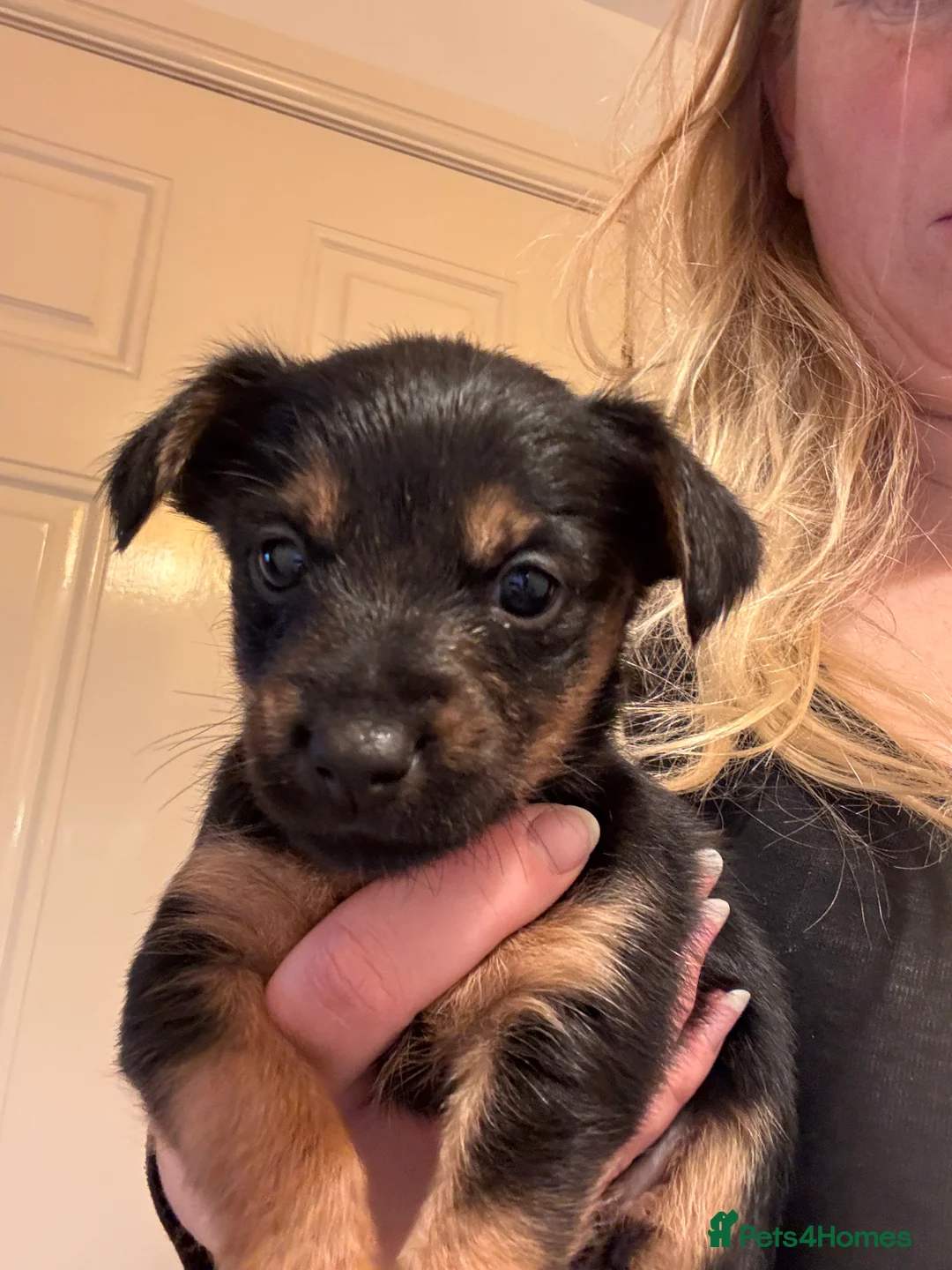 Mixed Breed dogs for sale: 450£ Yorkshire terierr x jack russel  🐶  - Advert 1