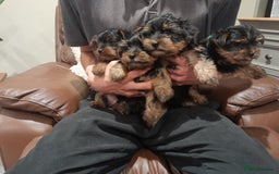 Yorkshire Terrier dogs for sale: Yorkshire terrier puppies  - Image 1