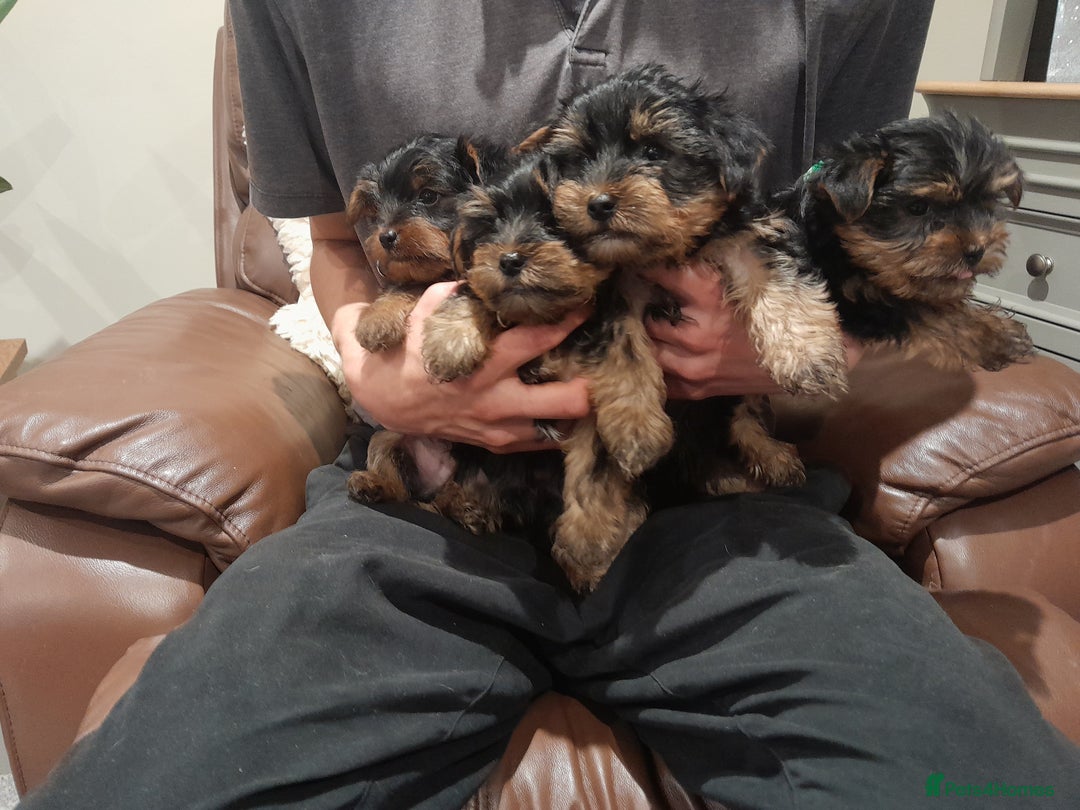 Yorkshire Terrier dogs for sale: Yorkshire terrier puppies  - Image 1