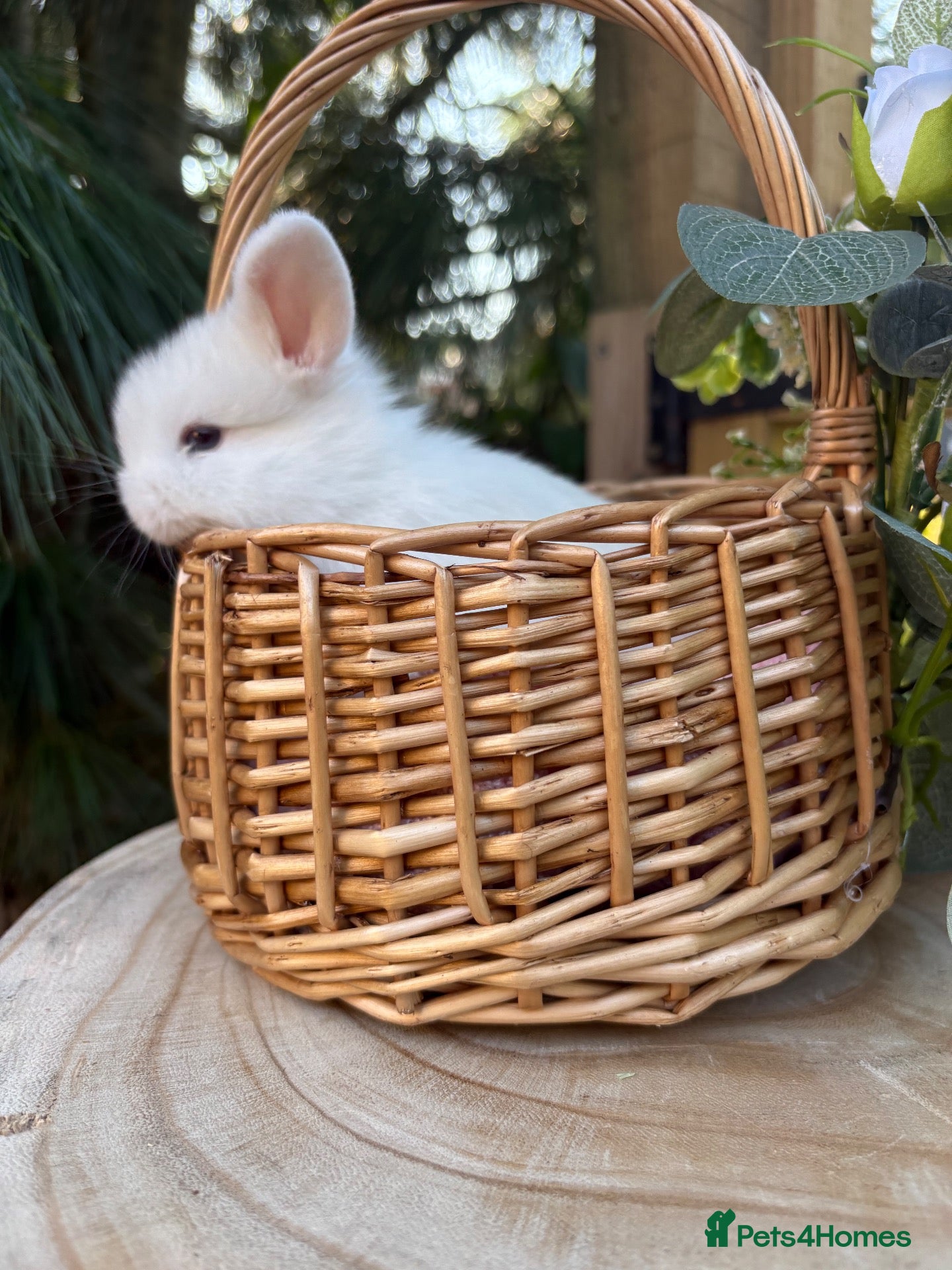 Mini Lop rabbits Vaccinated pure bred mini lops  - Advert 1