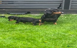 Dachshund dogs for sale:  Only one girl left 💕SOLD  - Image 22