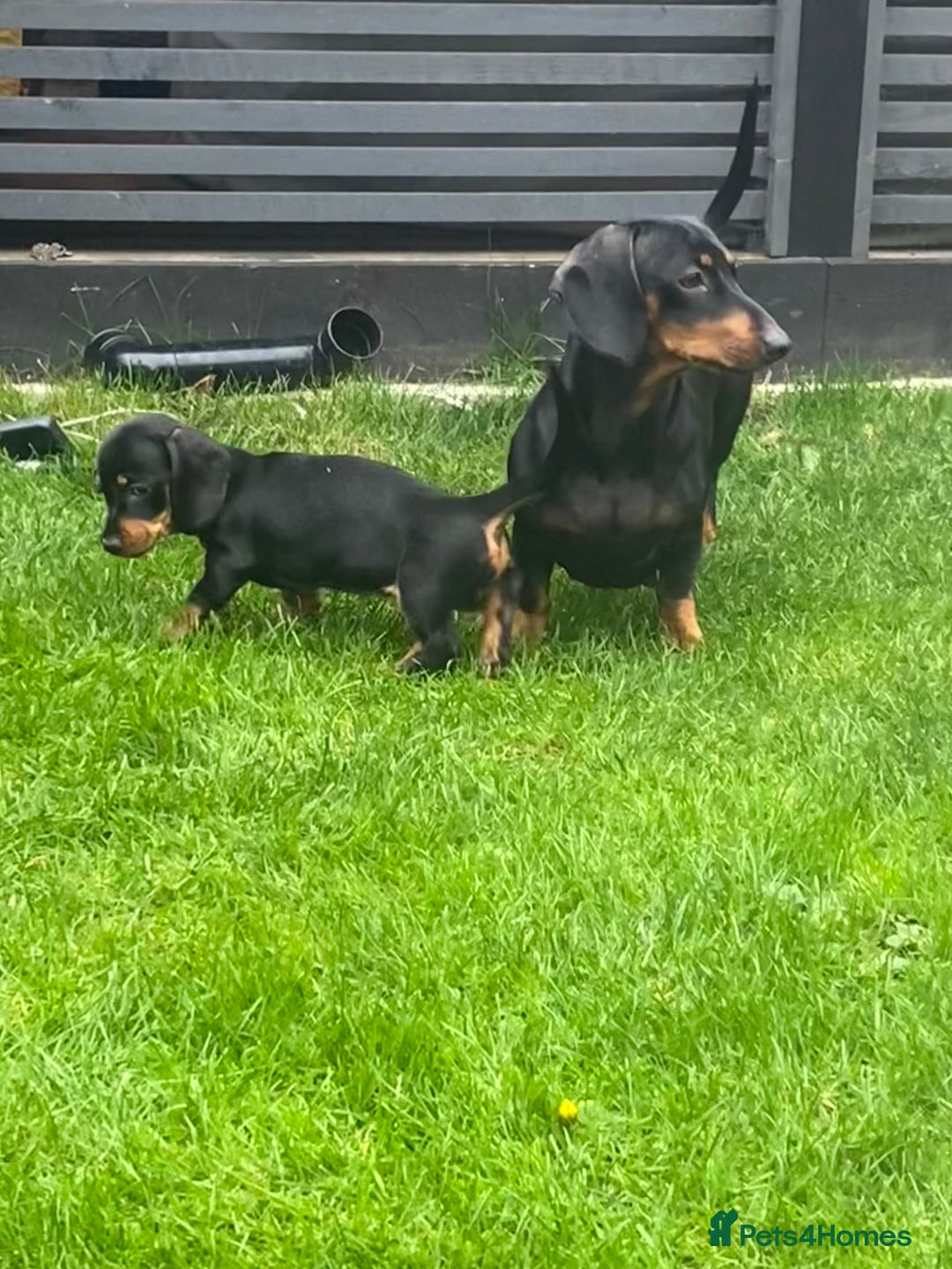 Dachshund dogs for sale:  Only one girl left 💕SOLD  - Image 22