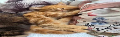 Maine Coon 1