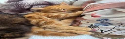 Maine Coon cats for sale: Maine Coon Kittens  in Bridgwater - Advert 7