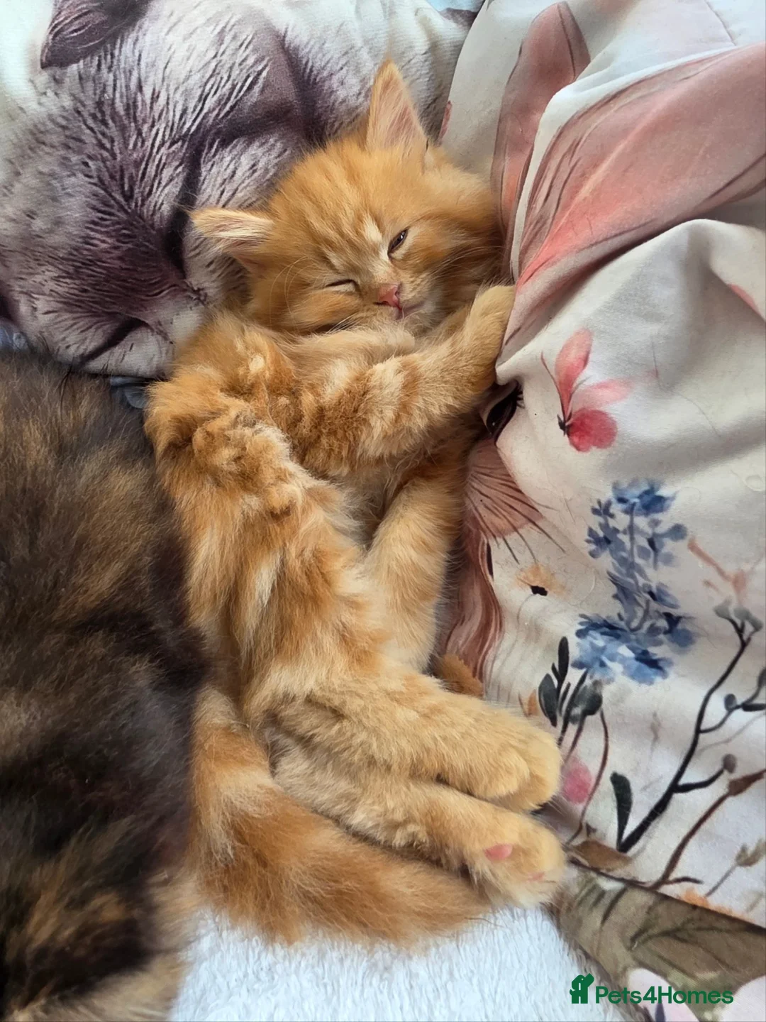Maine Coon cats for sale: Maine Coon Kittens  in Bridgwater - Advert 7