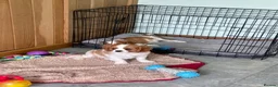 Cavalier King Charles Spaniel dogs for sale: K C Reg Cavalier King Charles  - Advert 4