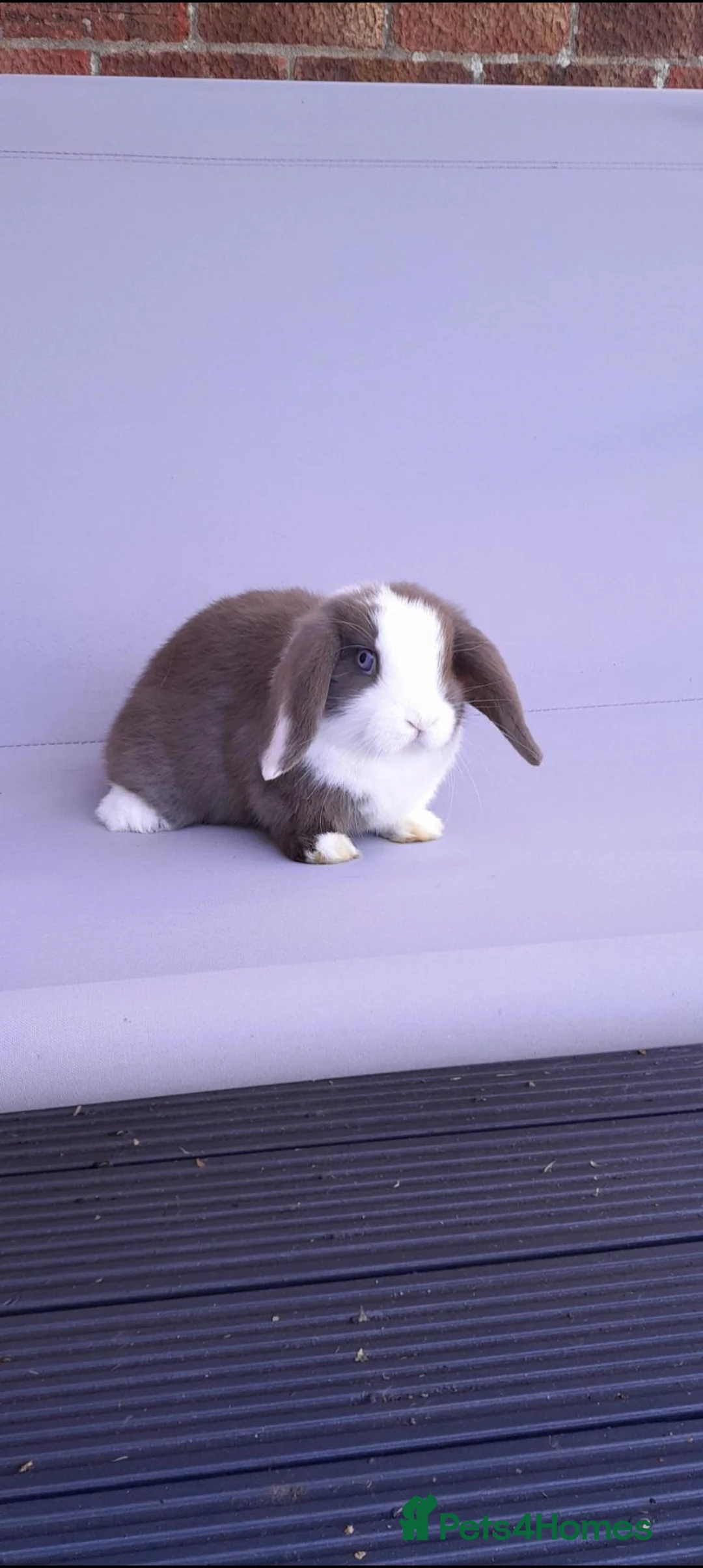 Mini Lop rabbits for sale: Gorgeous mini lop ready to leave - Advert 2