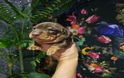 Miniature Dachshund dogs for sale: Miniature Smooth Dachshund Puppies  - Image 5