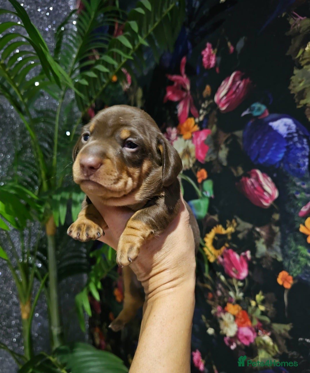 Miniature Dachshund dogs for sale: Miniature Smooth Dachshund Puppies  - Image 5