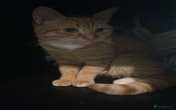 Mixed Breed cats for sale: Leo - Ginger affectionate boy  - Image 1