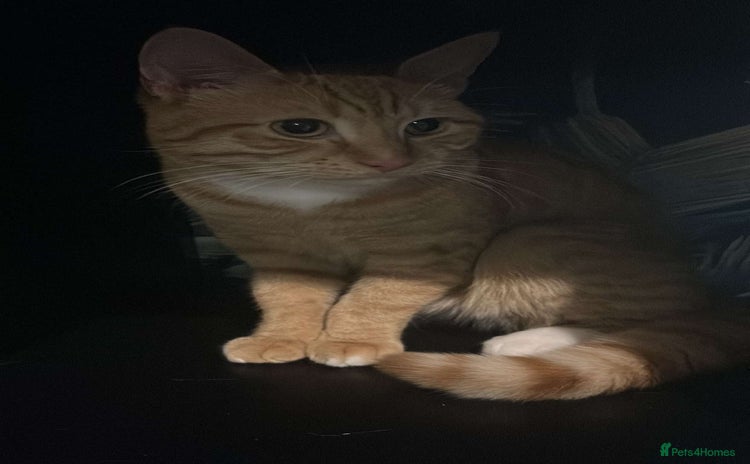 Mixed Breed cats - Advert 11