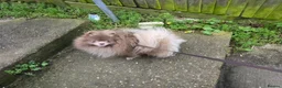 Pomeranian dogs for sale: KC Young Adult Male and Female six mo - Advert 11