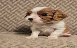 Cavalier King Charles Spaniel dogs for sale: Gorgeous KC Reg Cavalier Puppies  - Image 18