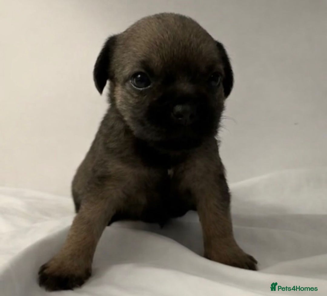 Border Terrier dogs for sale: Beautiful Borders - Advert 4