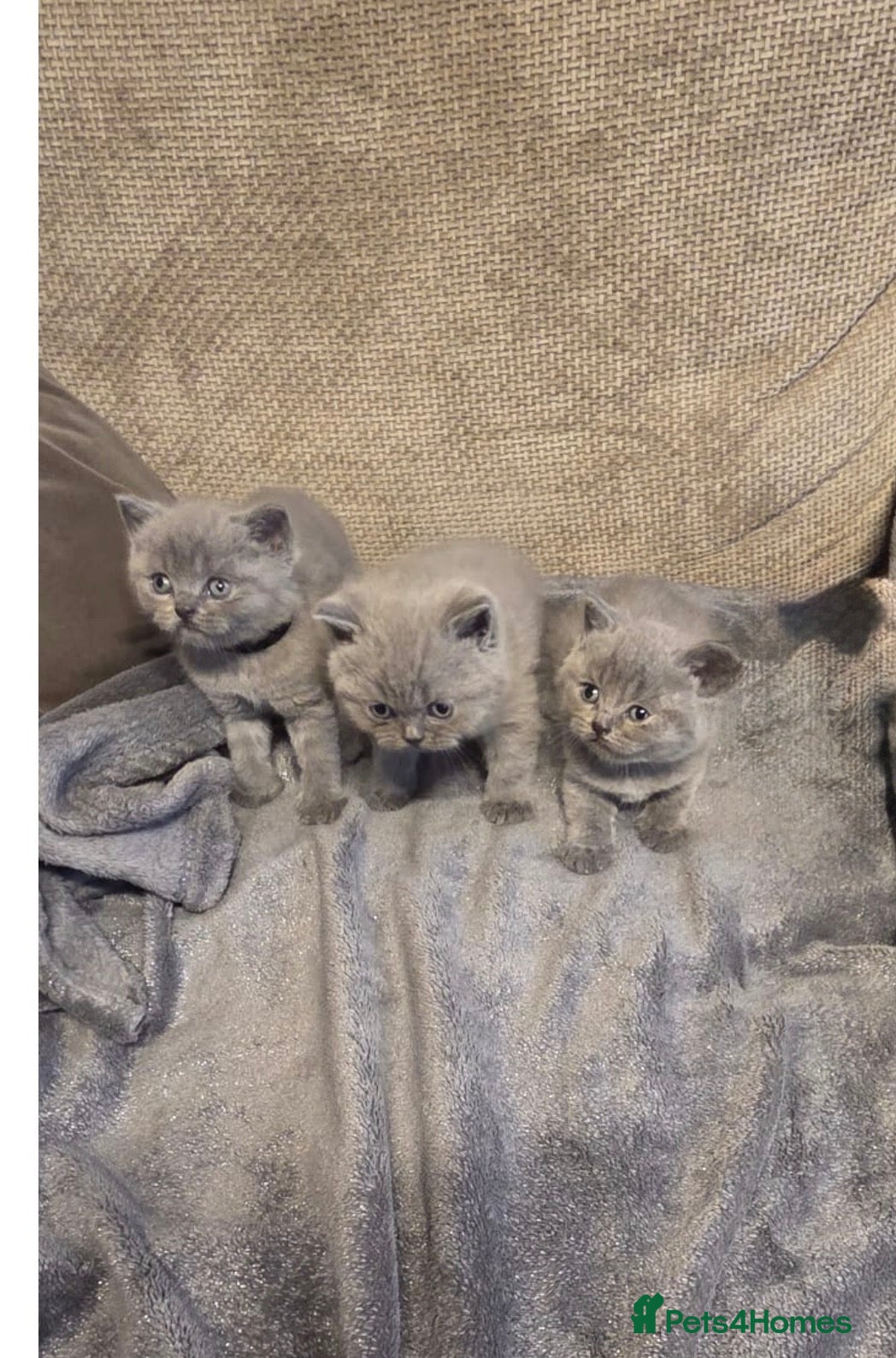 British Shorthair cats 😻GCCF registered British shorthair kittens😻 - Advert 1