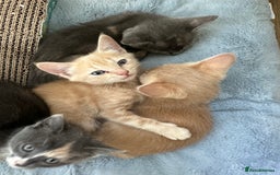 Ragdoll cats for sale: 6 beautiful well loved kittens. 2 girls remaining - Image 2