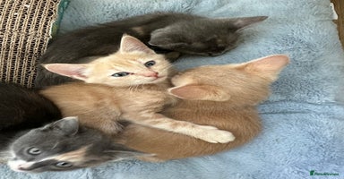 Ragdoll cats - Advert 3