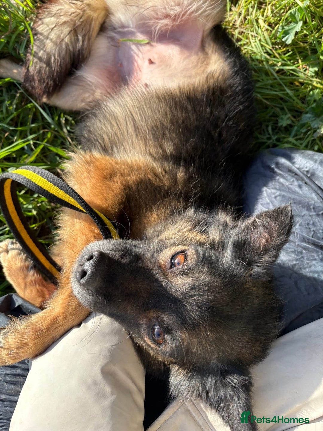 Mixed Breed dogs for adoption: Shona - Norwich Norfolk  - Advert 6