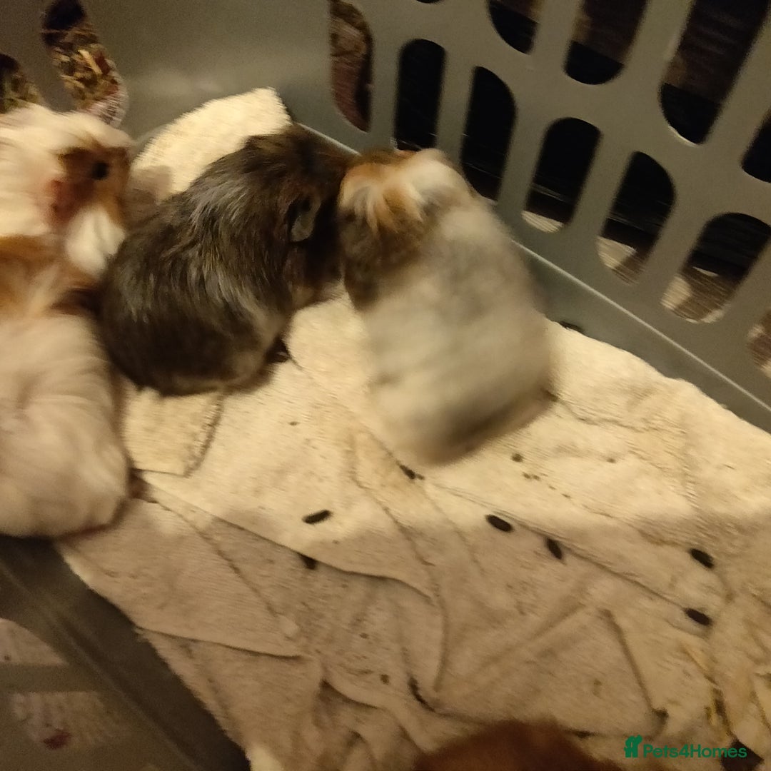 Guinea Pig rodents for sale: Baby Guinea pigs - Advert 3