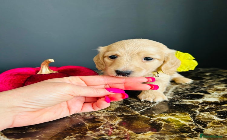 Miniature Dachshund dogs - Advert 2