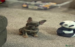 French Bulldog dogs for sale: Full KC French bulldogs puppies for sale - Image 3