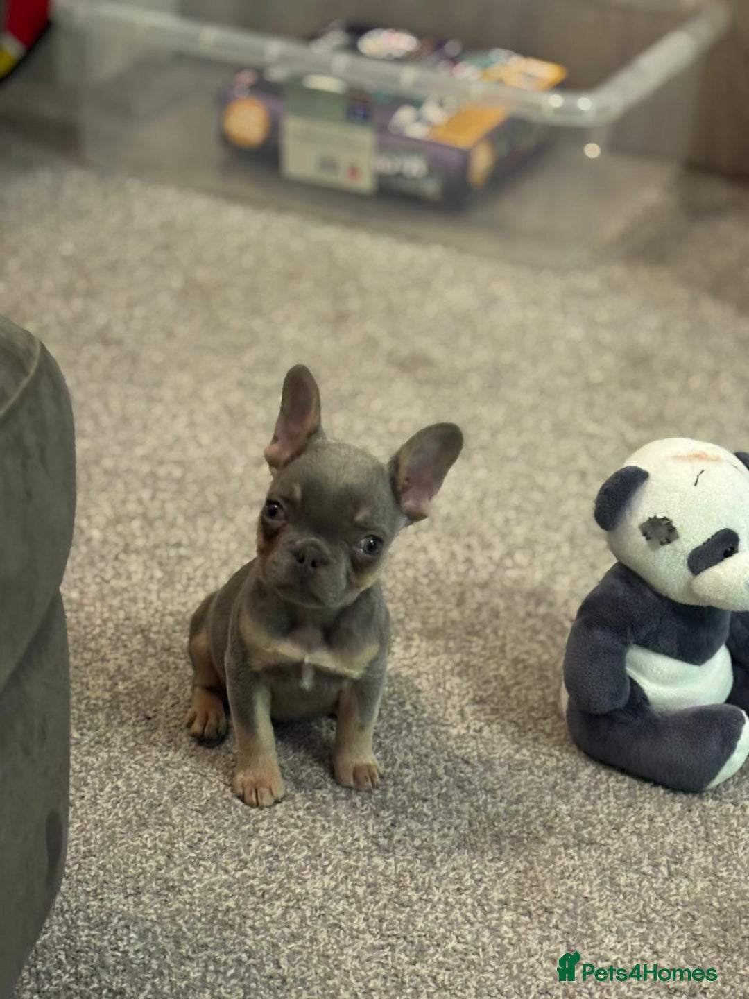 French Bulldog dogs for sale: Full KC French bulldogs puppies for sale - Image 3