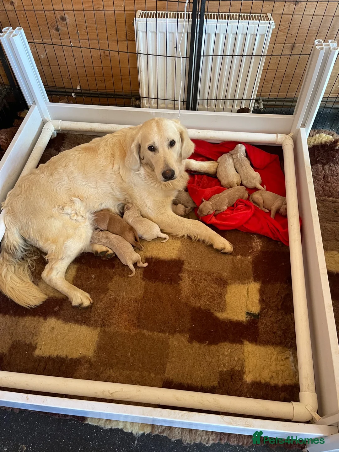 Goldendoodle dogs for sale: Golden doodles  - Advert 1