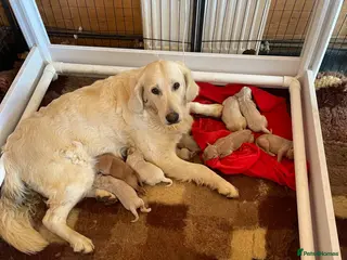 Goldendoodle dogs Golden doodles - Advert 5
